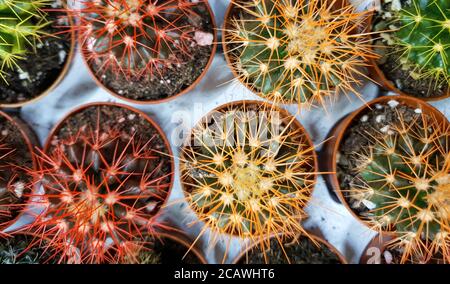 different cacti on sale in the store, cacti of different sizes, different colors Stock Photo