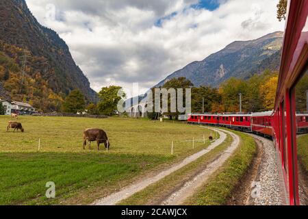 Beautiful view of red Rhaetian train running towards Brusio spiral viaduct in autumn with blue sky cloud, on sightseeing railway line Bernina Express, Stock Photo