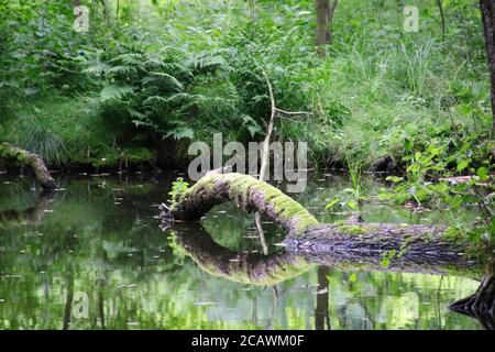 beautiful summer morning landscape on the lake, tree branch over the water surface, wonderful reflections in the lake mirror Stock Photo