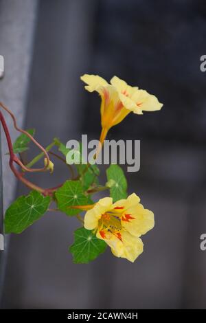 Nasturtium plant with yellow -orange flowers and green leafes , Nasturtium floridanum, Nasturtium officinale Stock Photo