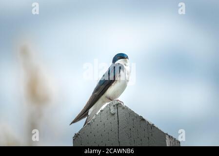Low angle selective focus shot of a common house martin bird perched on a pole Stock Photo