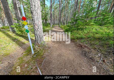 trail through a pinewood forest in Sweden Stock Photo