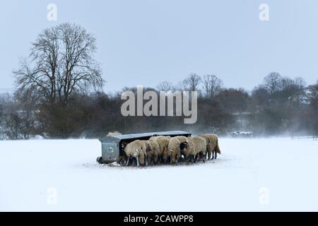 Cold snowy winter day & hungry sheep standing in snow (exposed windswept field) gathered round hayrack eating hay - Ilkley Moor, Yorkshire England UK. Stock Photo