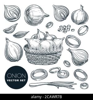 Onion head and green feathers, isolated on white background. Sketch vector illustration. Fresh spice ingredients and salad vegetables. Hand drawn agri Stock Vector