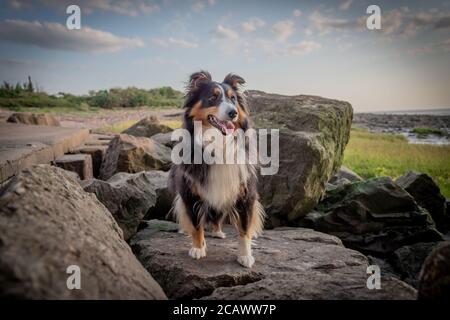Sheltie on the rocks Stock Photo