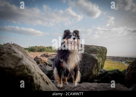 Sheltie on the rocks Stock Photo