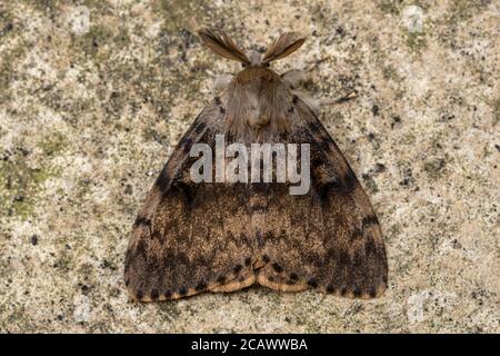 Gypsy moth (Lymantria dispar) male adult, UK Stock Photo