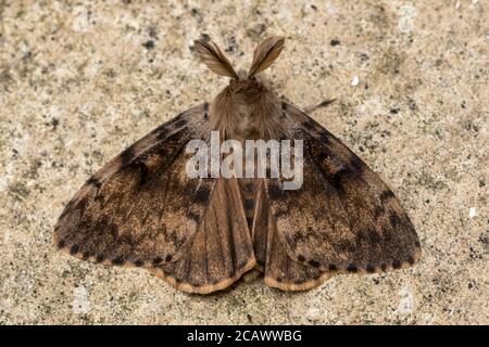 spongy moth (Lymantria dispar) adult - Entomology Today