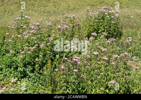 Hemp agrimony (Eupatorium cannabinum), a tall perennial flowering plant, UK, summer Stock Photo