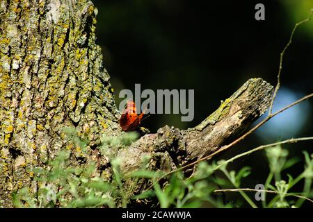Question Mark Butterfly Perched On Tree Oklahoma, Arkansas, Texas Midwest South Native Stock Photo