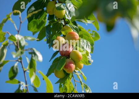 Branch with green leaves and ripe fruits seen hanging on the plum tree Early Laxton against the blue summer sky. Stock Photo