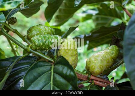 Noni fruit or Morinda Citrifolia on tree. Stock Photo