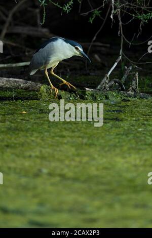 An adult Black-crowned Night Heron is perching on a branch low over the water and waiting for its prey Stock Photo