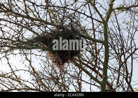 Bird's nest in tree at Intaka Island, Century City, Cape Town, South Africa Stock Photo