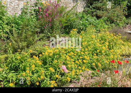 Inula hookeri, yellow head or hookers fleabane is a great border filler Stock Photo