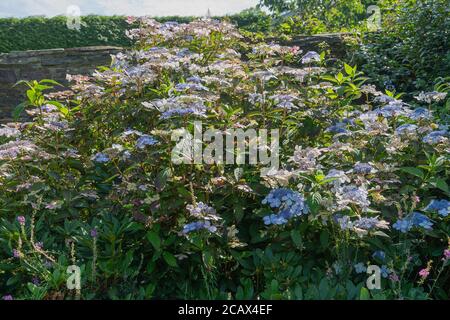 Hydrangea macrophylla, a big leaf hydrangea in full bloom Stock Photo
