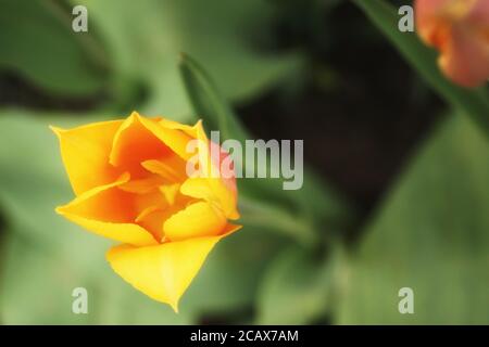 May in the botanical garden, interior of a yellow tulip in full bloom, close-up, fuzzy green background, copy space Stock Photo