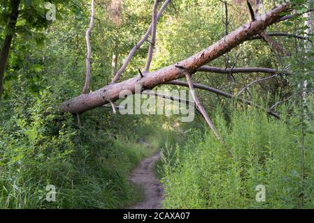 fallen pine tree in forest on summer day selective focus Stock Photo