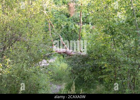 fallen pine tree in forest on summer day selective focus Stock Photo