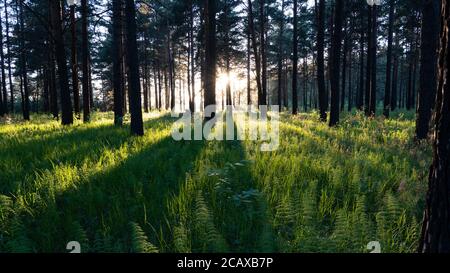 Beautiful sunset in the forest. Shadows from tree trunks move along the green grass. Bright rays of setting sun streaming through the trees Stock Photo