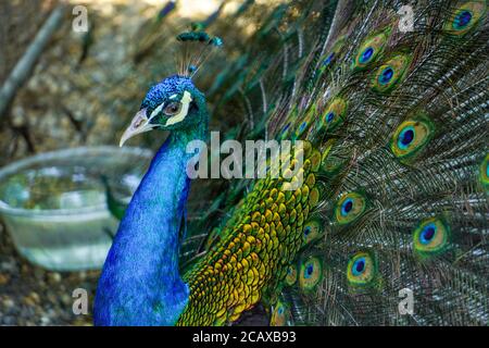 Portrait of beautiful peacock with feathers out Stock Photo