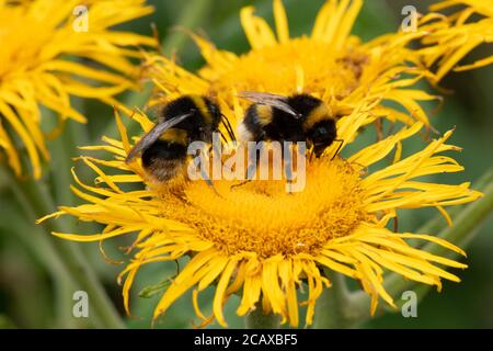 Bumble bee collecting pollen from a Elecampane, Inula helenium, also called horse-heal or elfdock Stock Photo