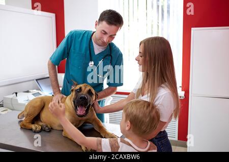 careful veterinarian is worried about dog's health, help him to cure, treat him in presence of his owners Stock Photo