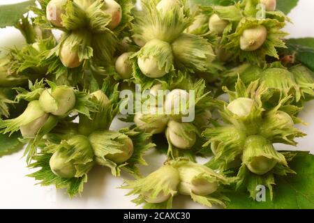 Wild hazelnuts in bulk on white as background Stock Photo