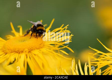 Bumble bee collecting pollen from a Elecampane, Inula helenium, also called horse-heal or elfdock Stock Photo