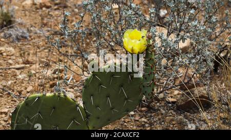 Prickly Pear Cactus Flower along the Grapevine Hills Trail, Big Bend National Park, Texas Stock Photo