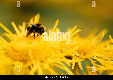 Bumble bee collecting pollen from a Elecampane, Inula helenium, also called horse-heal or elfdock Stock Photo