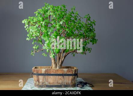 Succulent plant called Portulacaria afra "Elephant Bush" (commonly known as Jade plant) in a Bonsai style. Stock Photo