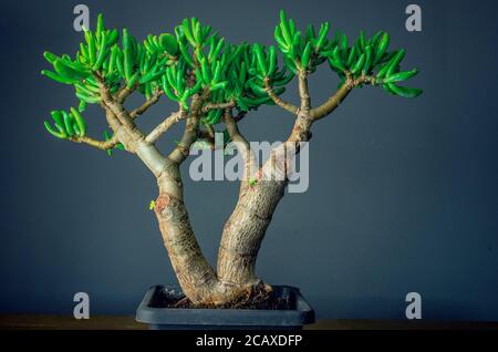 Succulent plant called Crassula ovata Gollum, commonly known as jade plant, lucky plant, money plant or money tree Stock Photo