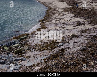 Collecting natural dry raw (Ecklonia maxima) kelp on a beach in Africa. Stock Photo