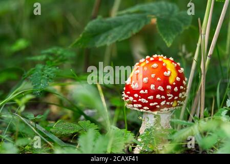 little fly agaric in the forest asign blured green background with copy space. Stock Photo