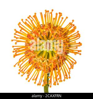 One orange blooming pincushion protea, Leucospermum flower isolated on a white background Stock Photo