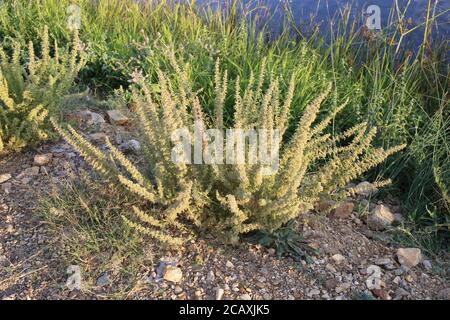 Chenopodium botrys, Jerusalem Oak. Wild plant shot in summer. Stock Photo