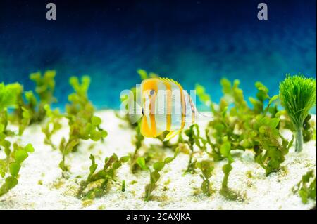 Stock photo of Copperband Butterflyfish  in aquarium. It's also called Beaked Coralfish or Orange Stripe Butterfly. Stock Photo