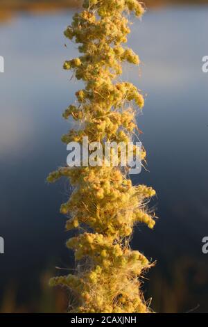 Chenopodium botrys, Jerusalem Oak. Wild plant shot in summer. Stock Photo