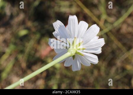 Cichorium intybus, Chicory. Wild plant shot in summer. Stock Photo