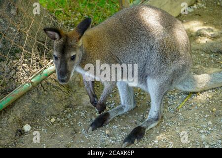 Cute little brown kangaroo in the zoo Stock Photo