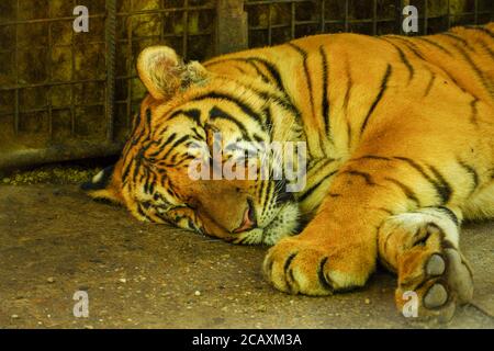 Tiger sleeping on the ground on a sunny day Stock Photo