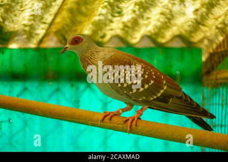 A colorful pigeon (Columba Guinea) stands on a branch Stock Photo