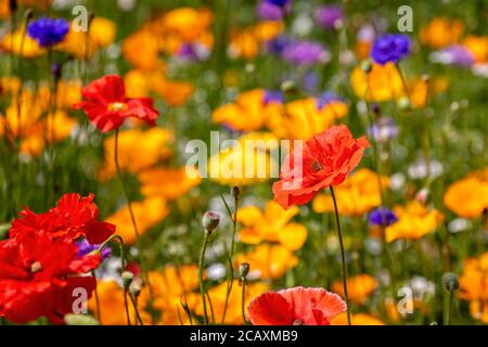 Close up of beautiful red and yellow poppies in wild flower garden Stock Photo