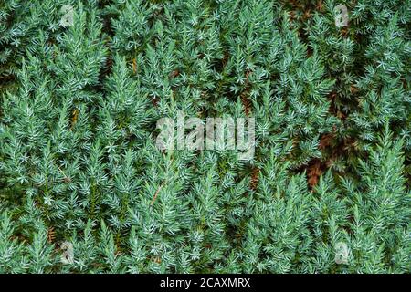 Close-up of conifers growing in UK garden in summer Stock Photo