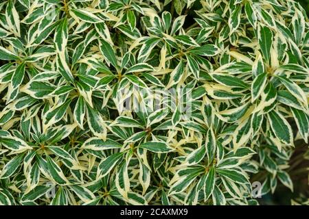 Pieris japonica 'Variegata' Stock Photo