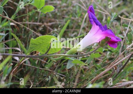 Ipomoea purpurea, Common Morning Glory. Wild plant shot in summer. Stock Photo