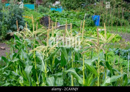 Sweetcorn in flower in summer, growing on an allotment, UK Stock Photo