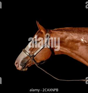 Portrait of bay horse with white blaze on black background, head and neck side view, with years pointed forward in attentive look Stock Photo
