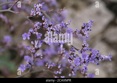 Limonium gmelinii, Siberian Statice. Wild plant shot in summer. Stock Photo